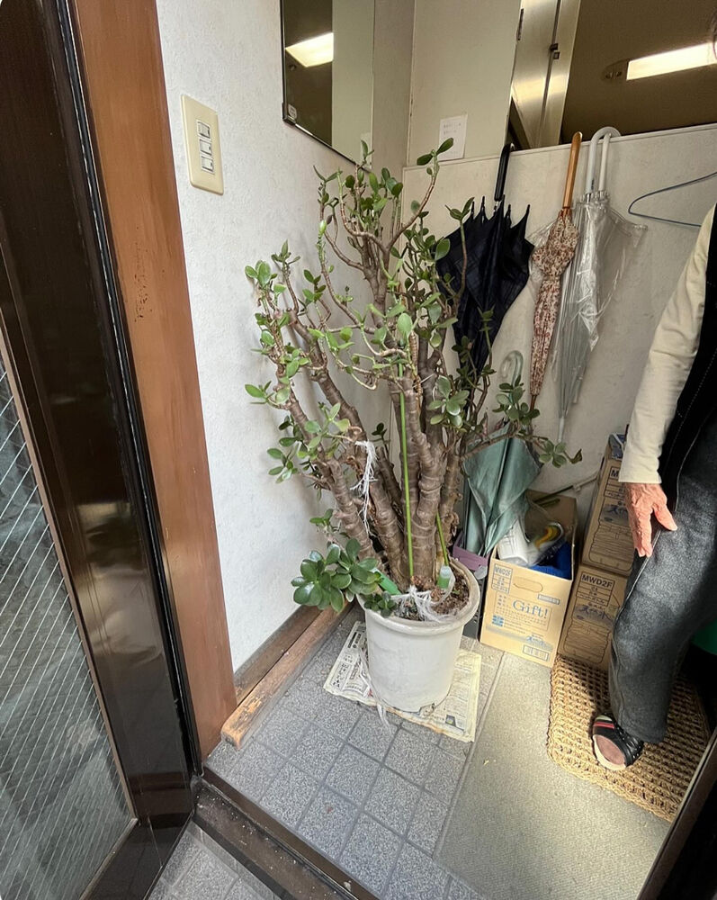 ブログ画像